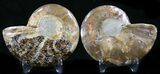 Polished Ammonite Pair - Million Years #26281-1